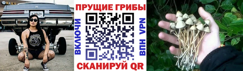 цены   Таштагол  нарко площадка Telegram  Псилоцибиновые грибы Cubensis 